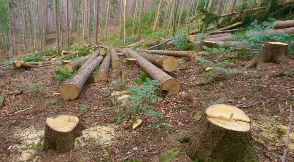 В Республике Алтай взыскали ущерб с браконьера, уничтожившего лес