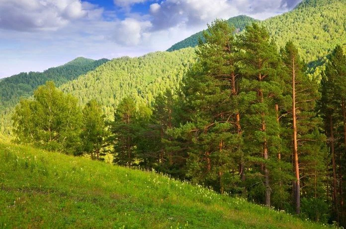 480 гектаров земли будут возвращены в собственность Республики Алтай