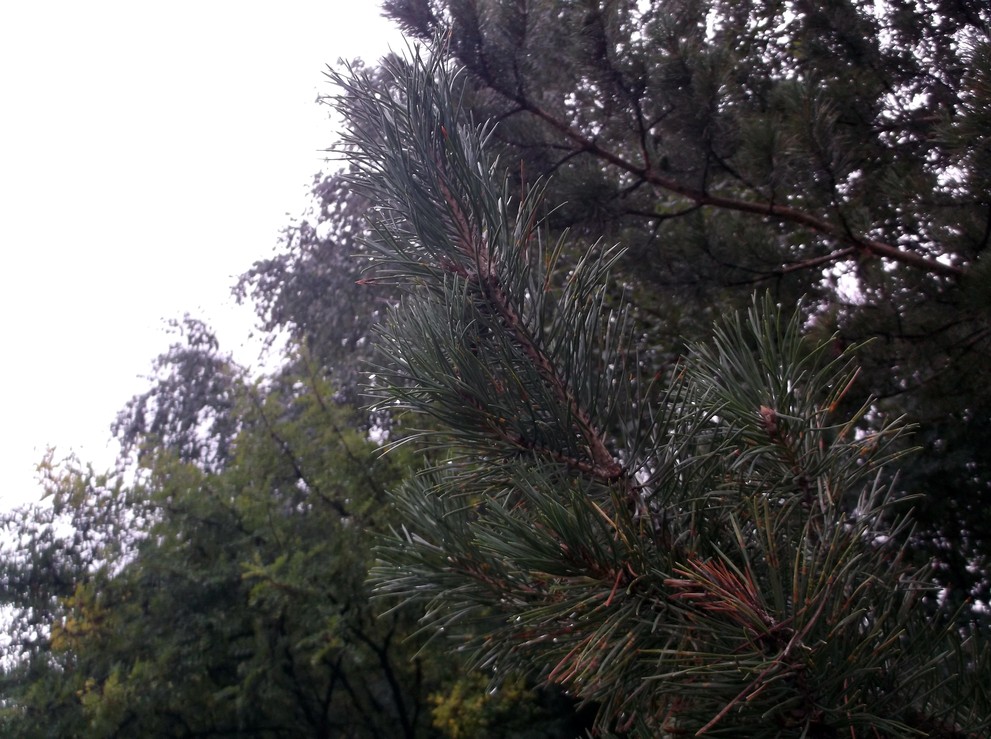 Прогноз погоды в Красноярске на 23 октября