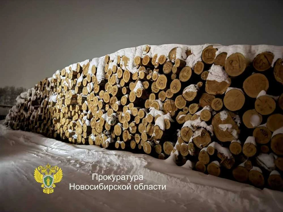 В Новосибирской области раскрыли крупную незаконную вырубку леса