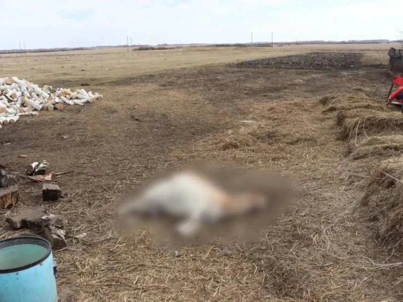 В Омской области семейный скандал обернулся бойней и «оружейным схроном»
