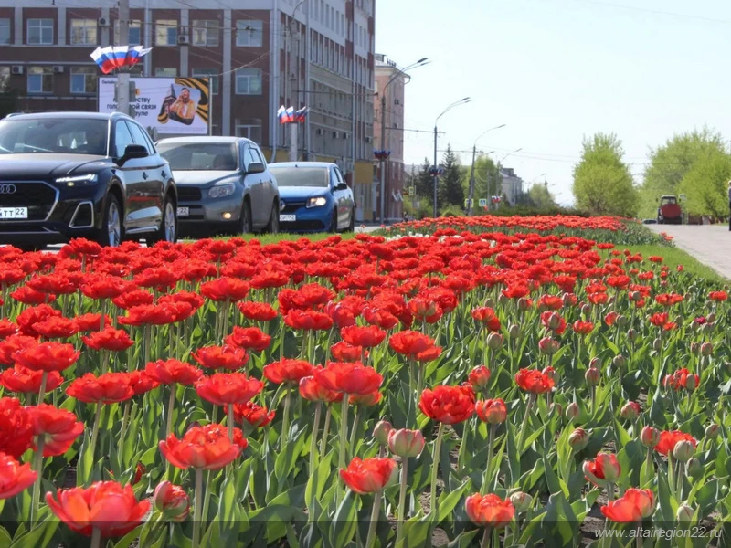 300 тысяч цветов планируют высадить в Барнауле к лету