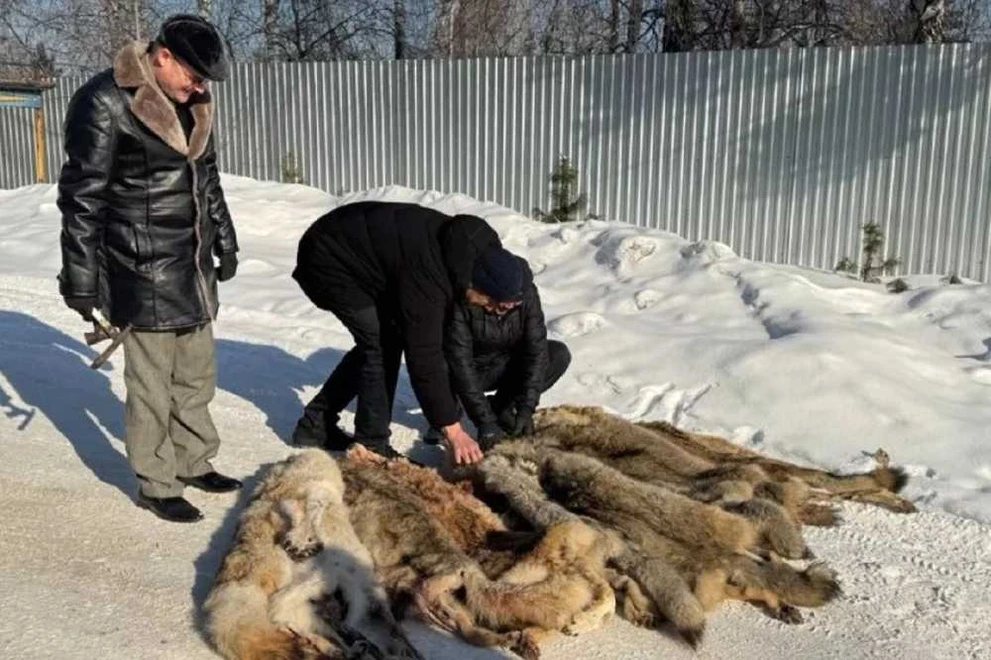 В Республике Алтай увеличили выплаты за добычу волков, и охотники стали активнее