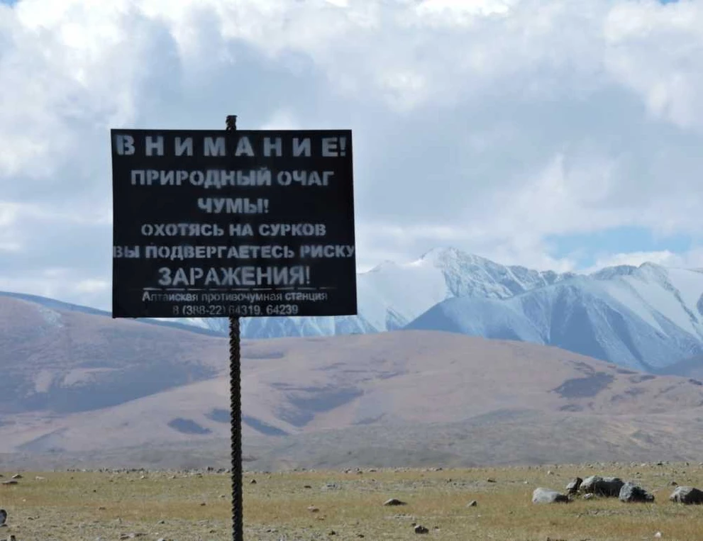 На Алтае хотят привить от чумы 15 тысяч человек 