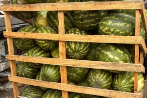 Красноярцам рассказали, как распознать опасный плод арбуза