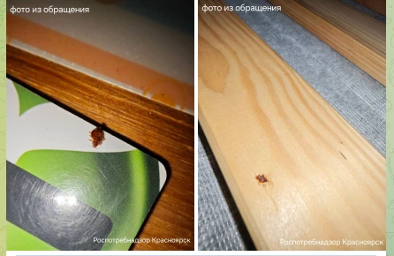 В Красноярске пожаловались на хостел с клопами