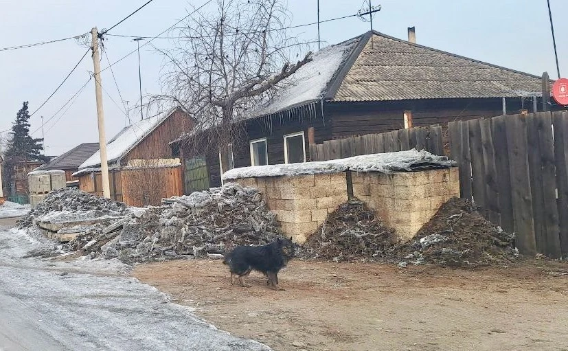 В Туве за 2025 год на владельцев собак наложено штрафов на 210 тыс. рублей   
