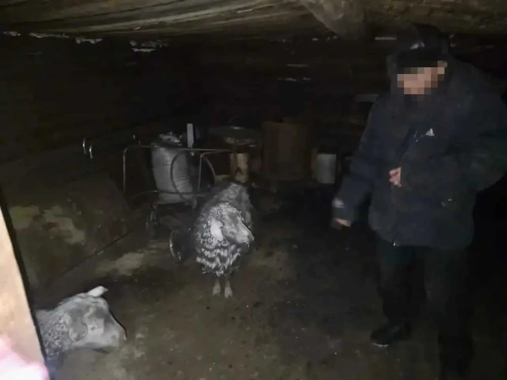В Республике Тыва раскрыли кражу коз