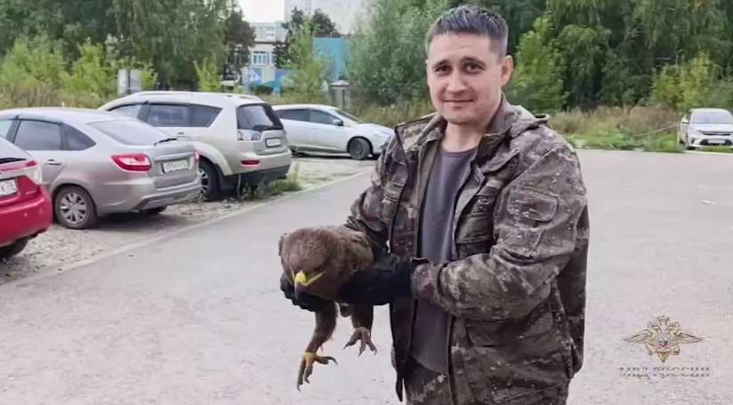 Спасти рядового Орла: полицейские из Алтая помогли краснокнижной птице  