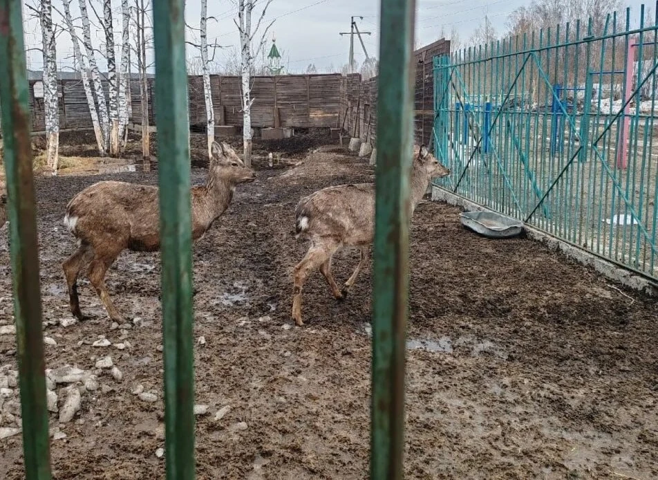 Томская прокуратура пытается закрыть зоопарк при шашлычной 