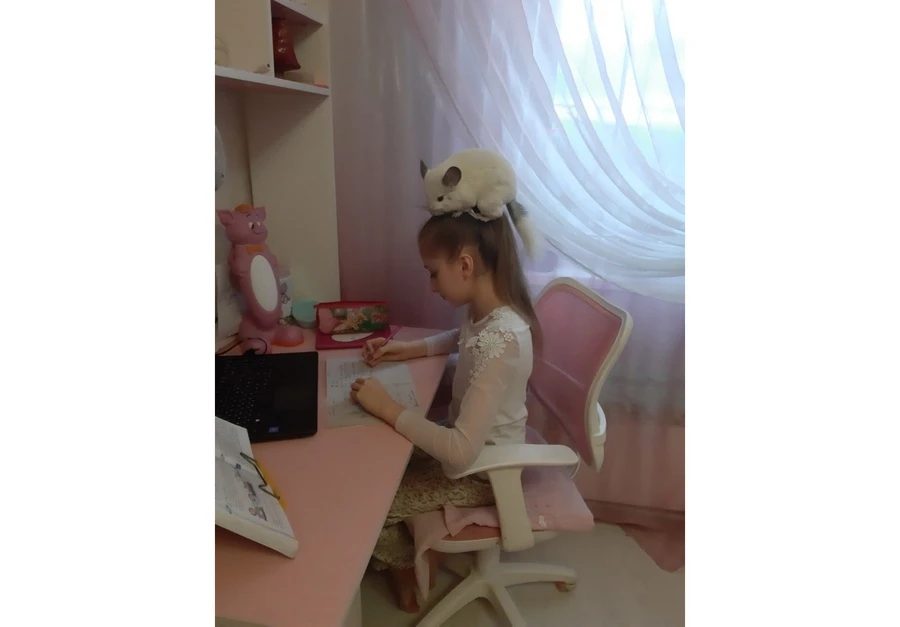 шиншилла.jpg