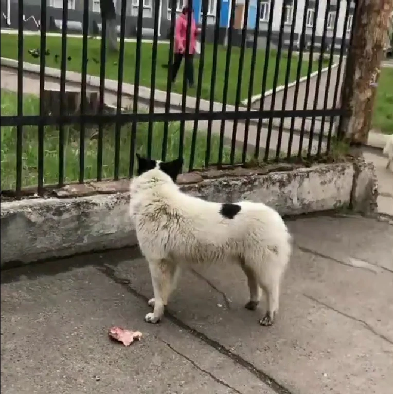 собака.jpg