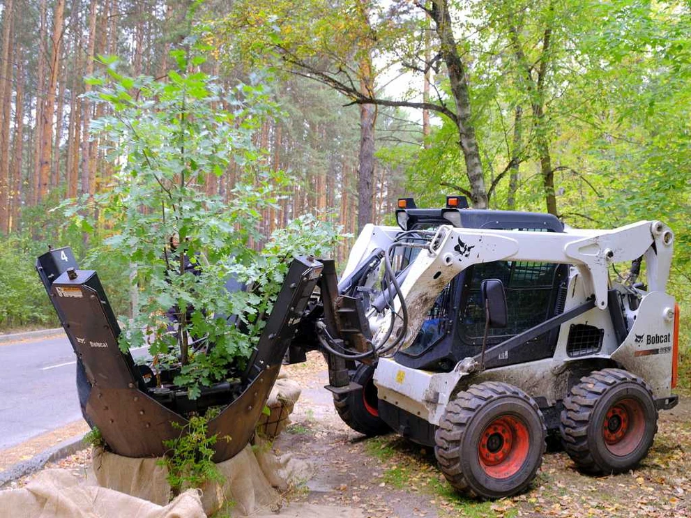 2 - Дубы выкапывали спецтехникой УЗС.JPG