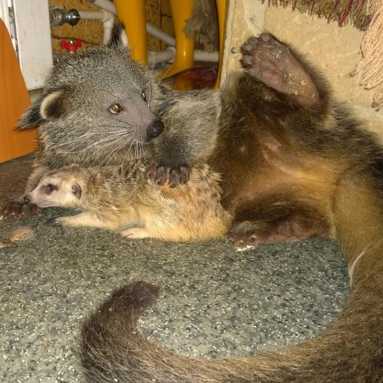 binturong-ili-kot-medved-poselilsia-v-irkutskoi-zoogaleree-2.jpg