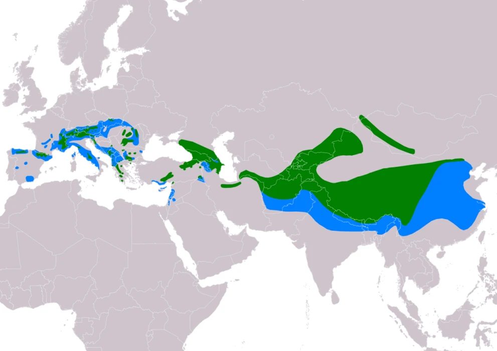 1280px-TichodromaMurariaIUCN.png