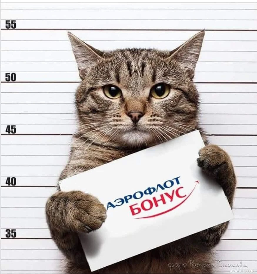 Кот1.jpg