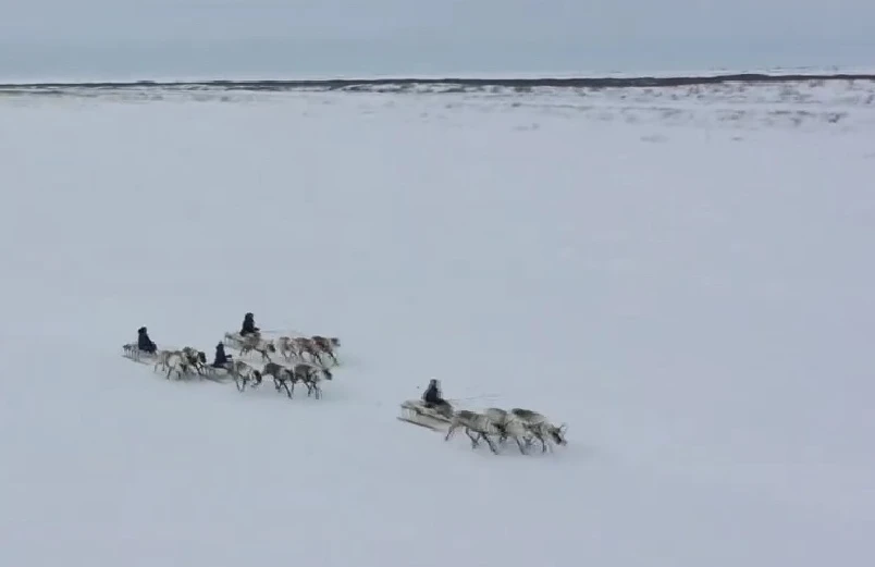 олень2.jpg