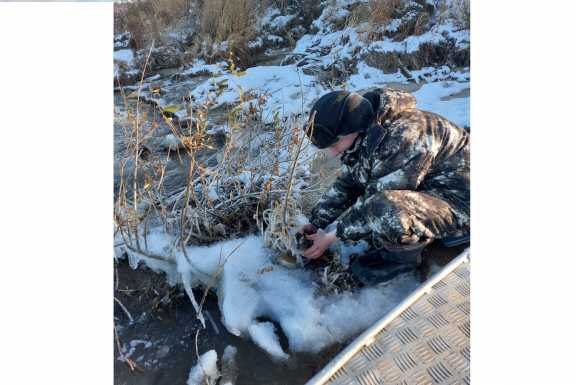 В Красноярском крае в заповеднике спасли примёрзшую ко льду утку