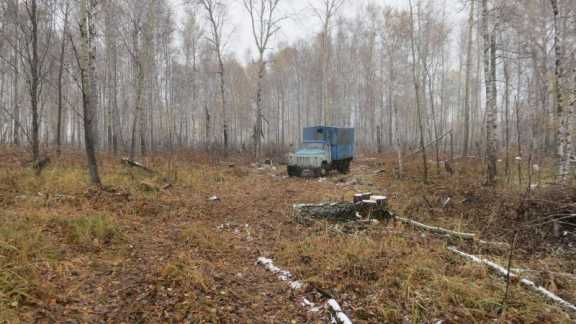 В Томской области возбудили уголовное дело за незаконную рубку леса