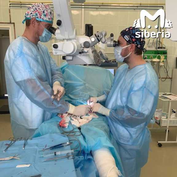 Томские врачи вернули мужчине эрекцию с помощью пересадки нерва