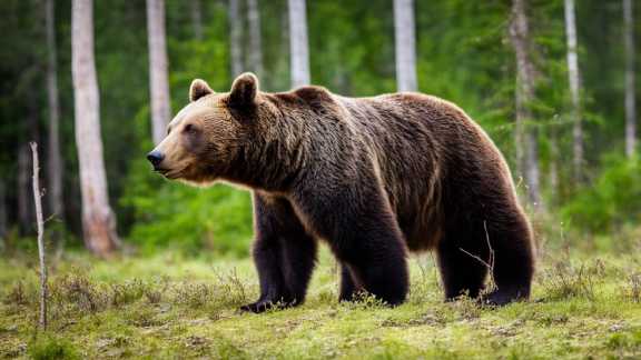 В апреле в Хакасии начнётся сезон охоты на медведей 