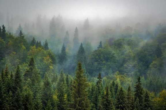 В Республике Алтай Порядка заготовят около трех тонн семян лесных растений 