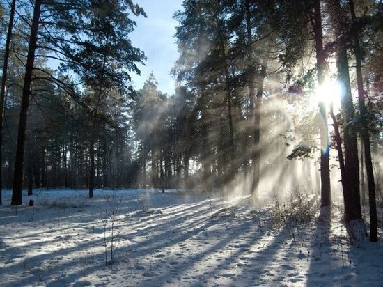 В Новосибирске появится лесной парк «Заельцовский бор»