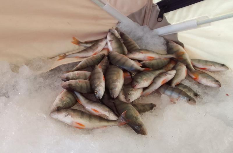 Рыбалка в Сибири. Ловля рыбы в мае. Кущеватый Лиман запреты на рыбалку. Запрет на рыбную ловлю Новосибирское водохранилище.