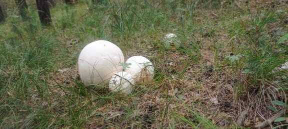 Огромные грибы размером с футбольный мяч нашли в Красноярском крае