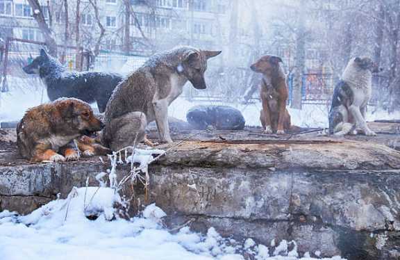 Владельцев собак в Кызыле оштрафовали на 28 тысяч рублей