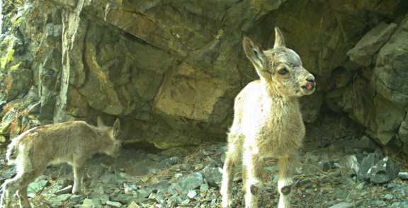В горах Красноярского края на видео попали игры детенышей горных козлов