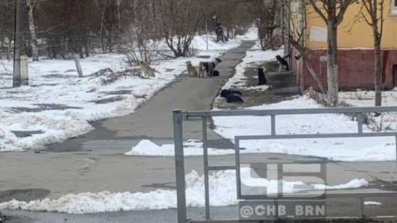 Жителей Барнаула атакуют стая агрессивных собак