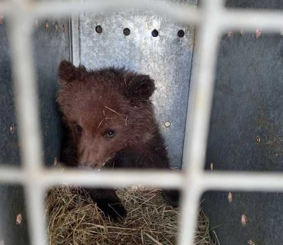 Медвежонка-сироту из Новосибирской области будут лечить в Твери