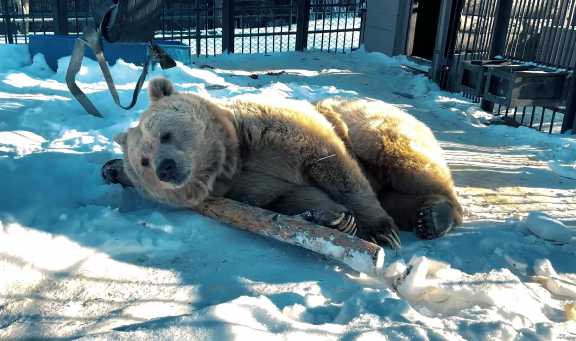 В Красноярском парке «Роев ручей» уже проснулся медведь