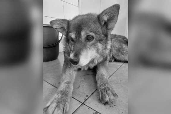 В Красноярске собака умерла после чудовищного акта живодёрства