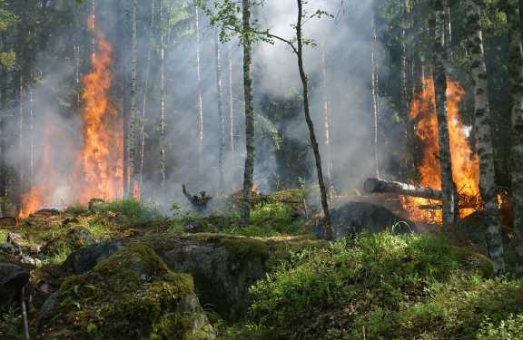 За выходные в Красноярском крае ликвидировали 58 лесных пожаров