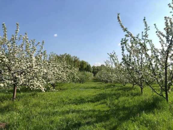 В Красноярске расцвёл яблоневый сад