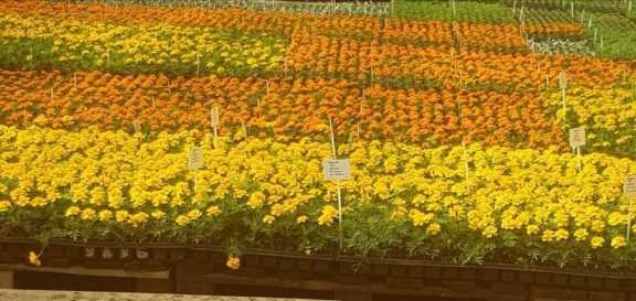 В Омске скоро высадят тысячи цветов
