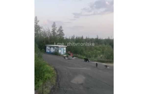 По базам отдыха Норильска разгуливает медведь