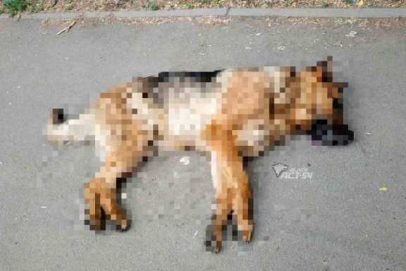 В Новосибирске дети нашли убитую собаку