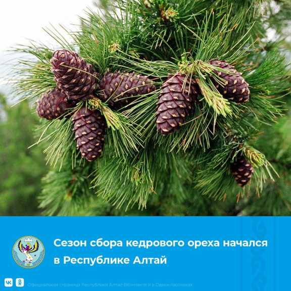 В Республике Алтай разрешили собирать кедровые орехи