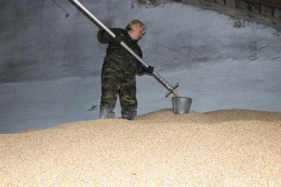 Специалистами красноярского рефцента исследовано более 140 партий зерновых