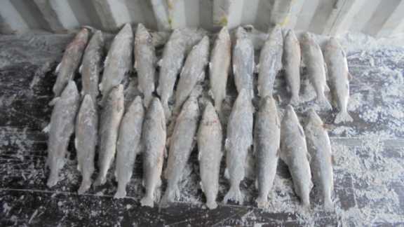 На севере Красноярского края двое мужчины наловили белой рыбы на 1,6 миллионов рублей