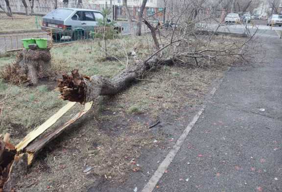 Опасный ветер ожидают и в Республике Алтай
