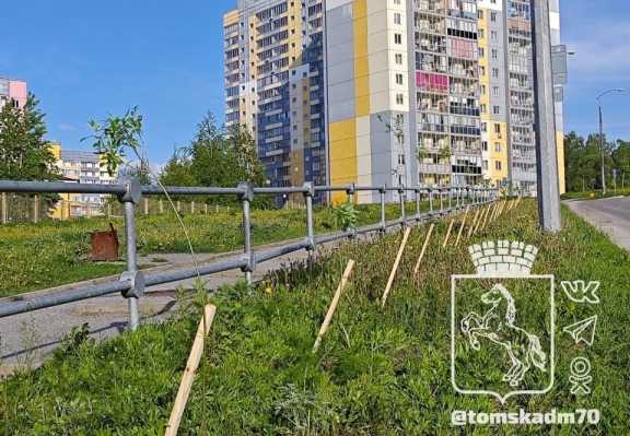 Томская компания в счёт повреждённых деревьев высаживает новые