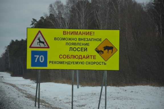 Новосибирские водители уничтожают популяцию лосей