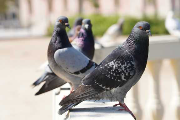 В Кузбассе власти объяснили массовую гибель голубей