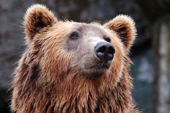 В Новосибирской области медведь напал на двух человек