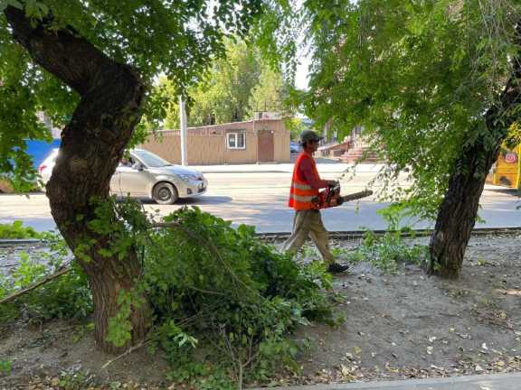 3,5 тысячи деревьев обрежут в Иркутске