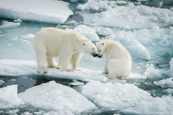 Масштабные проекты по изучению и сохранению биологического разнообразия в Арктике проводят нефтяники